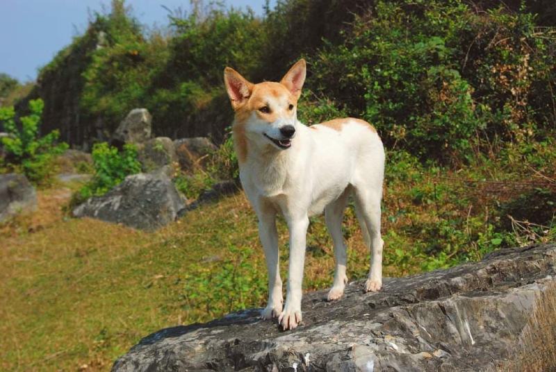 Lài Dog