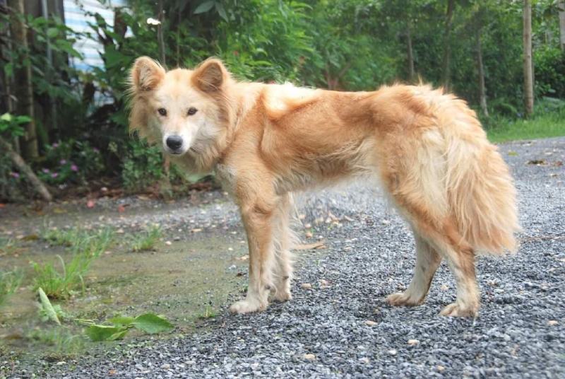 Lài Dog