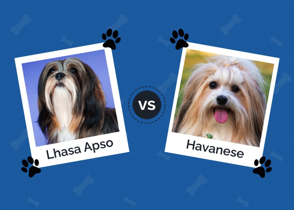 Lhasa Apso vs Havanese