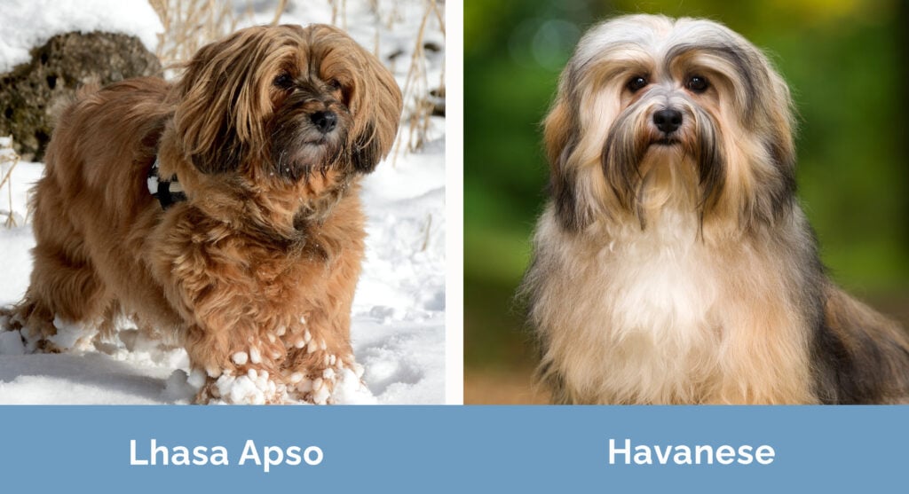 Lhasa Apso vs Havanese side by side