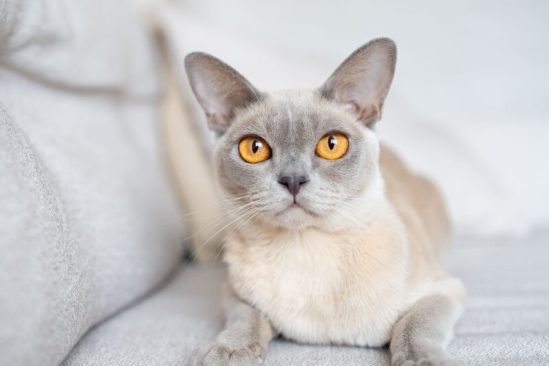 Lilac Burmese cat closeup with orange eyes