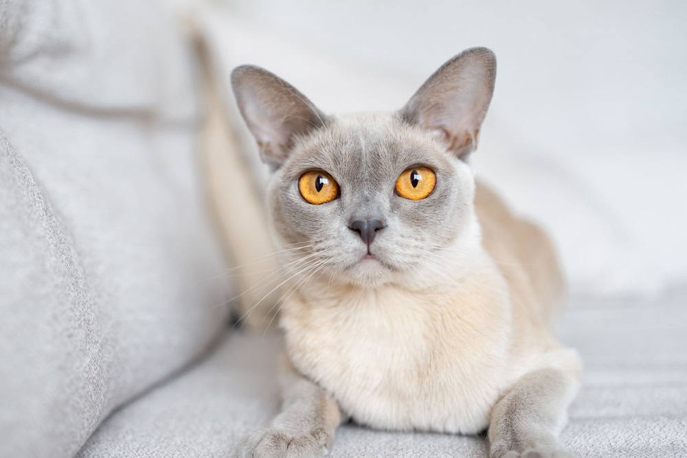 Lilac Burmese cat closeup with orange eyes