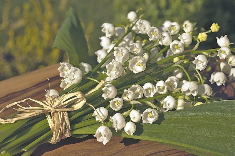 Lily of the valley