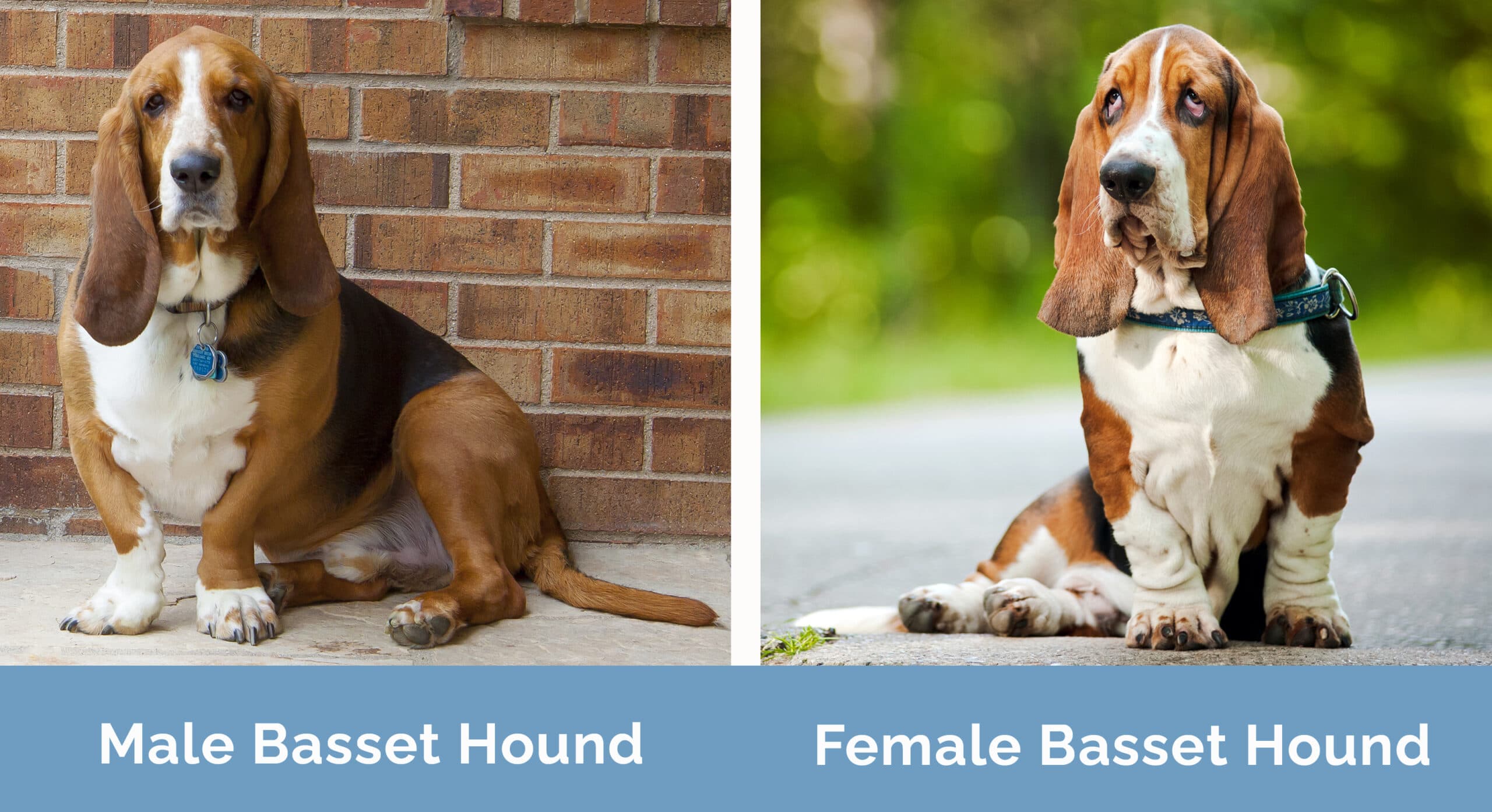 Male vs Female Basset Hound side by side