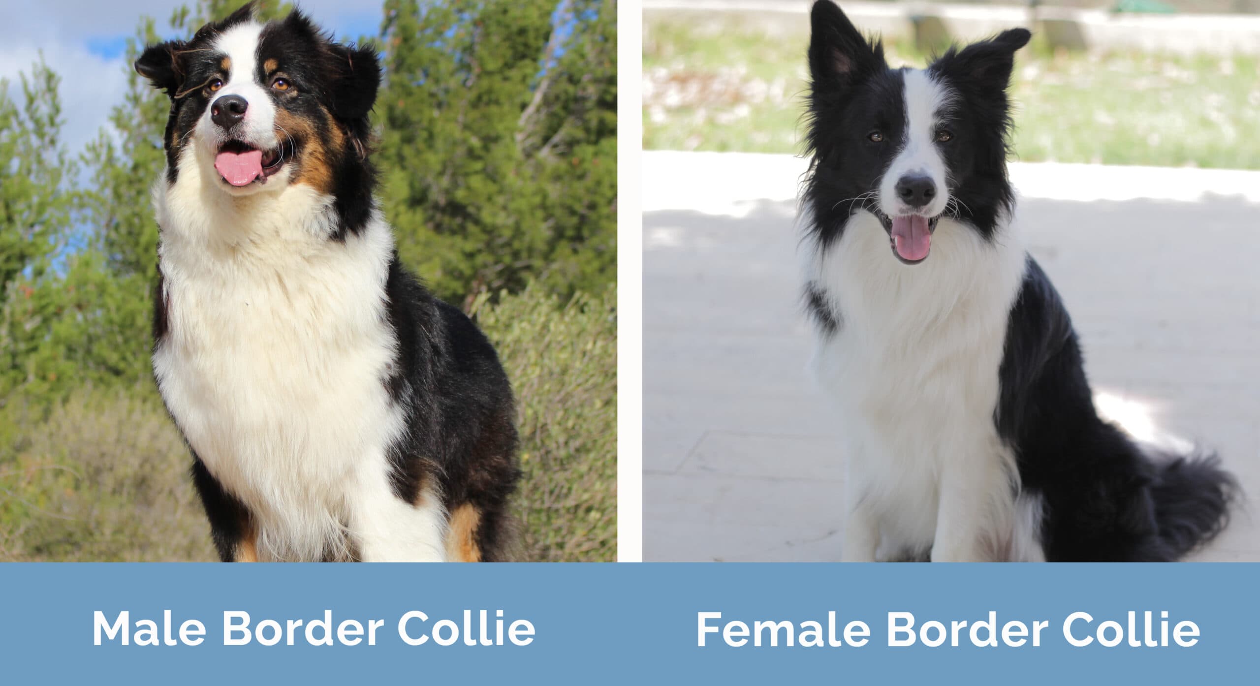 Male vs Female Border Collie side by side