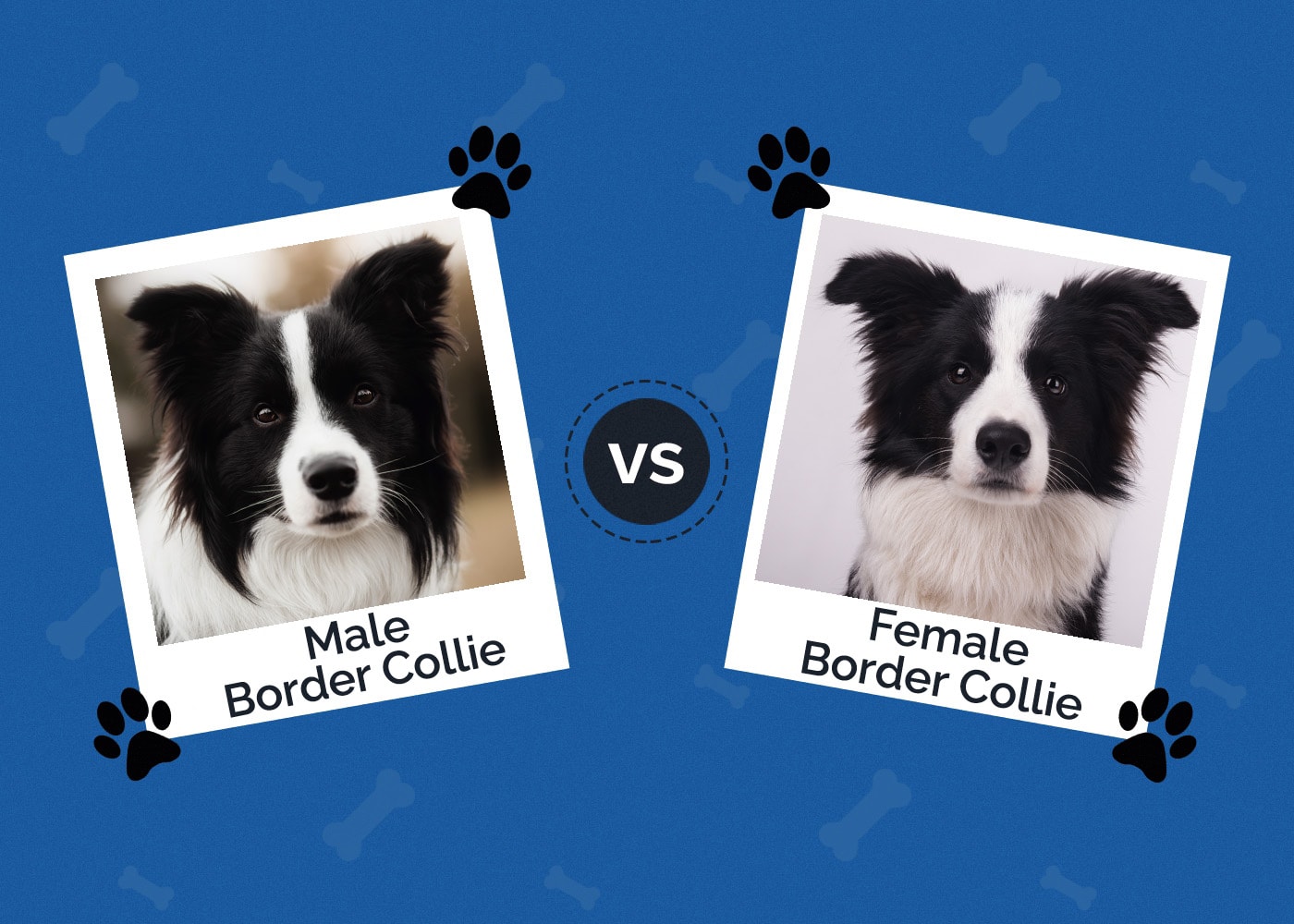 Male vs Female Border Collie