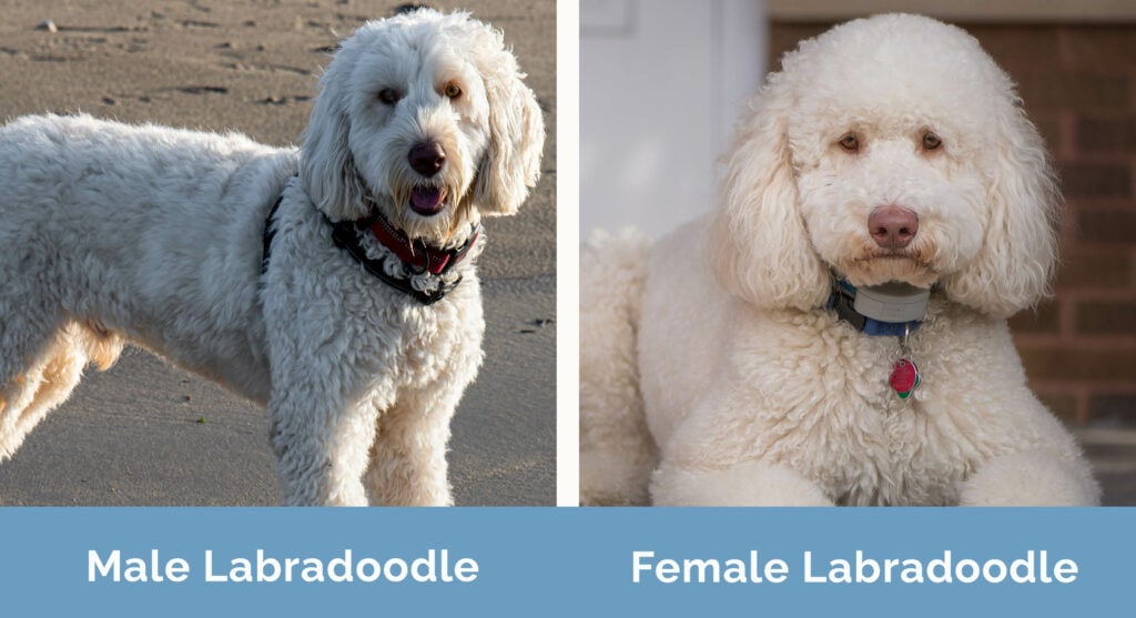 Male vs Female Labradoodle side by side