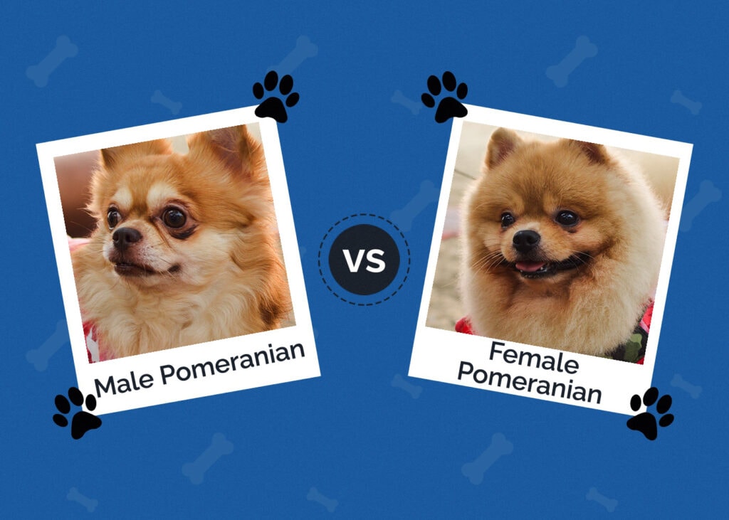Male vs Female Pomeranian