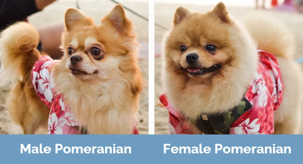 Male vs Female Pomeranian - Visual Differences