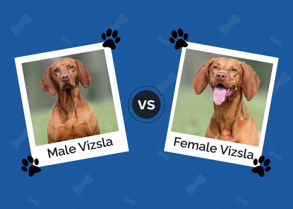 Male vs Female Vizsla
