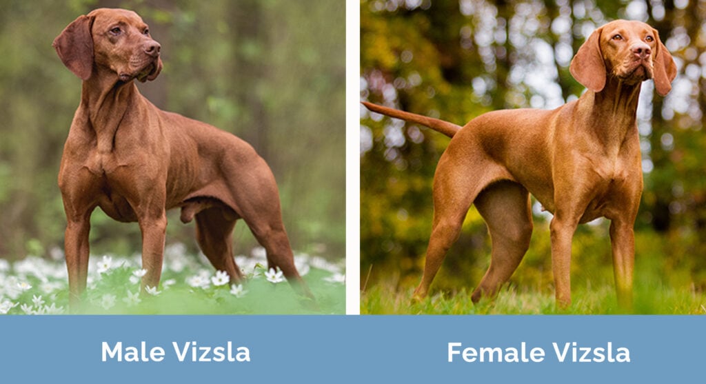 Male vs Female Vizsla side by side