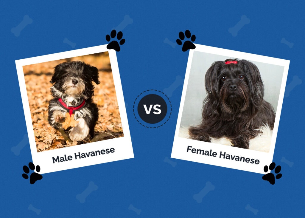 Male vs female Havanese FT