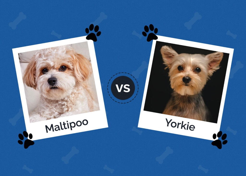 Maltipoo vs Yorkie