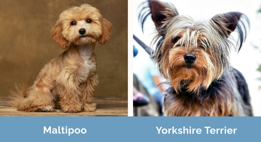 Maltipoo vs Yorkie side by side