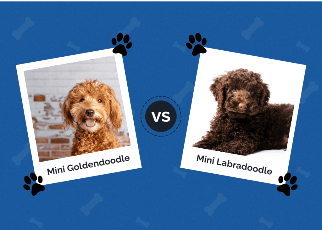 Mini Goldendoodle vs Mini Labradoodle