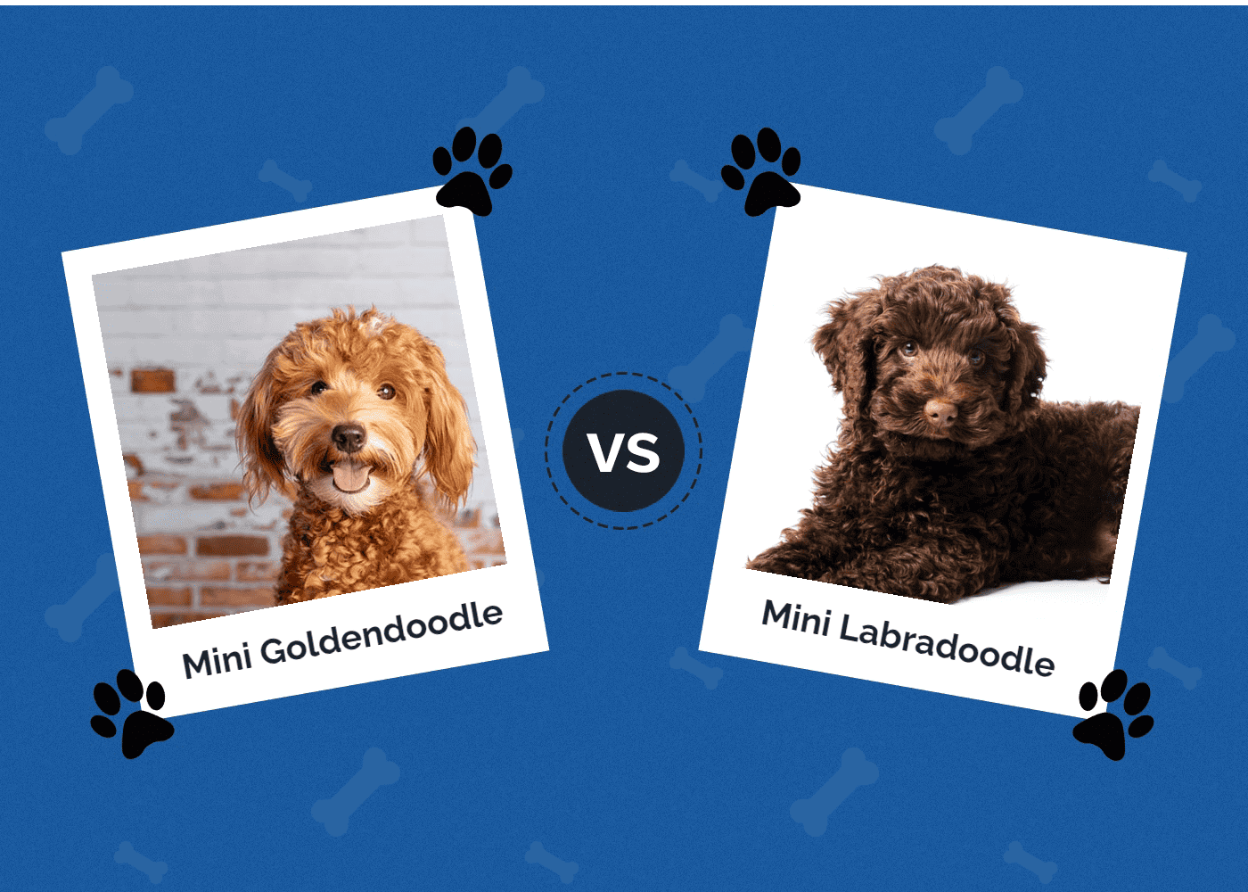 Mini Goldendoodle vs Mini Labradoodle