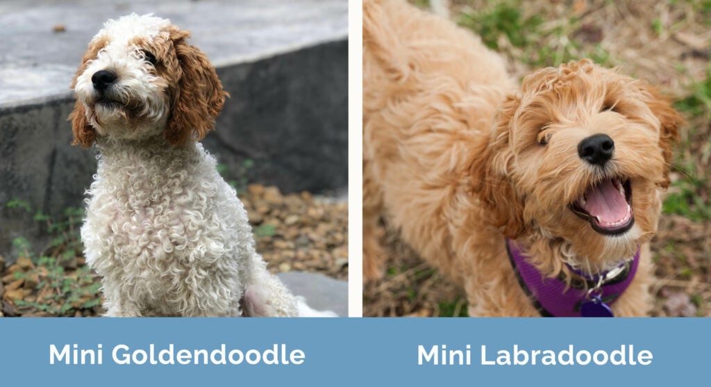Mini Goldendoodle vs Mini Labradoodle side by side