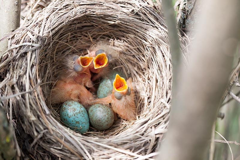 Nest of a bird in the nature