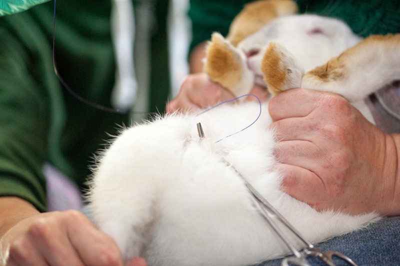 Neutering surgery rabbit