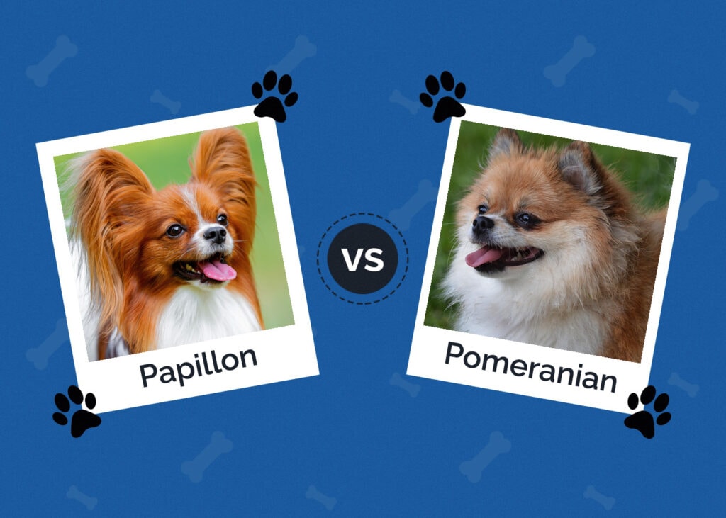 Papillon vs Pomeranian