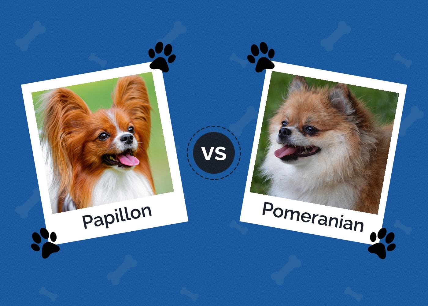 Papillon vs Pomeranian
