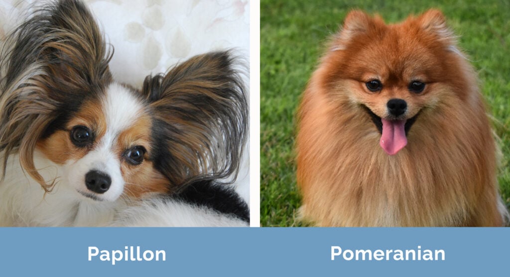 Papillon vs Pomeranian side by side