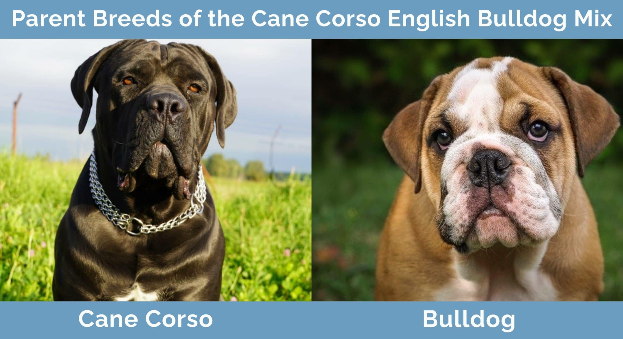 Parent-Breed-of-the-Cane-Corso English-Bulldog-Mix