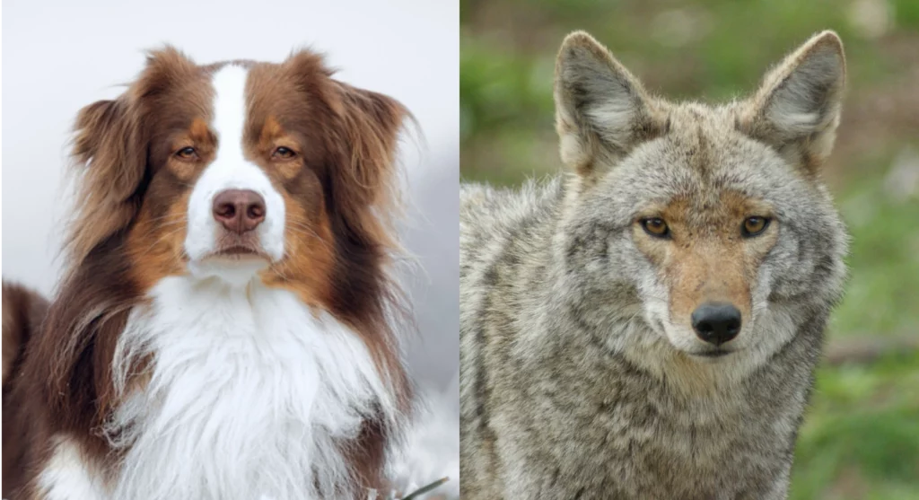 Parent breeds of Australian Shepherd Coyote