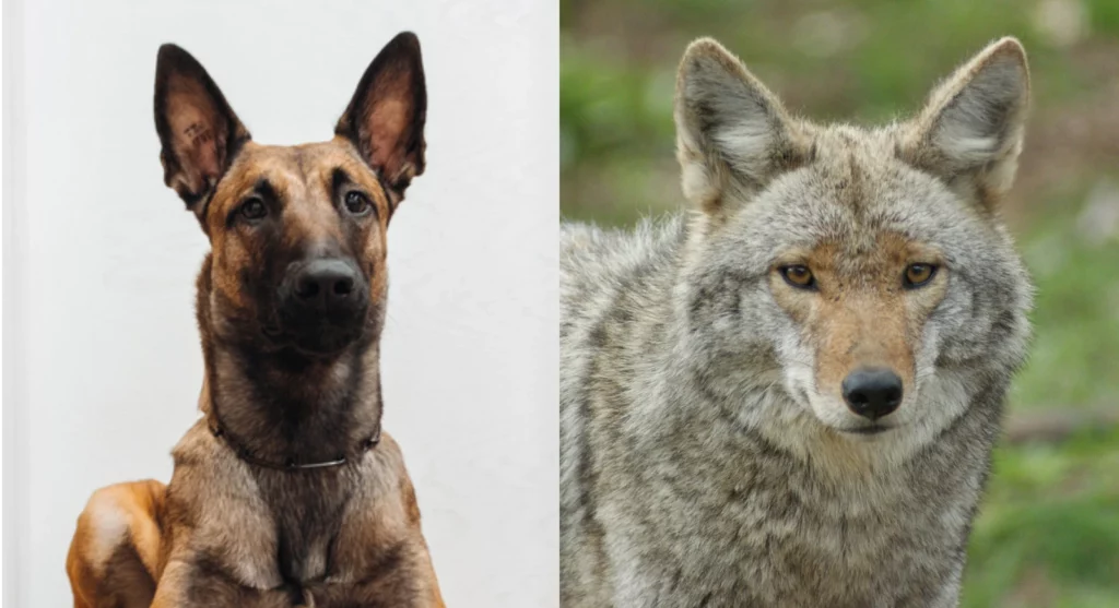 Parent breeds of Belgian Malinois Coyote