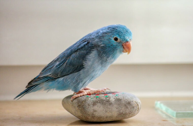 12 Cheapest Pet Birds: The Most Affordable Species (With Info ...