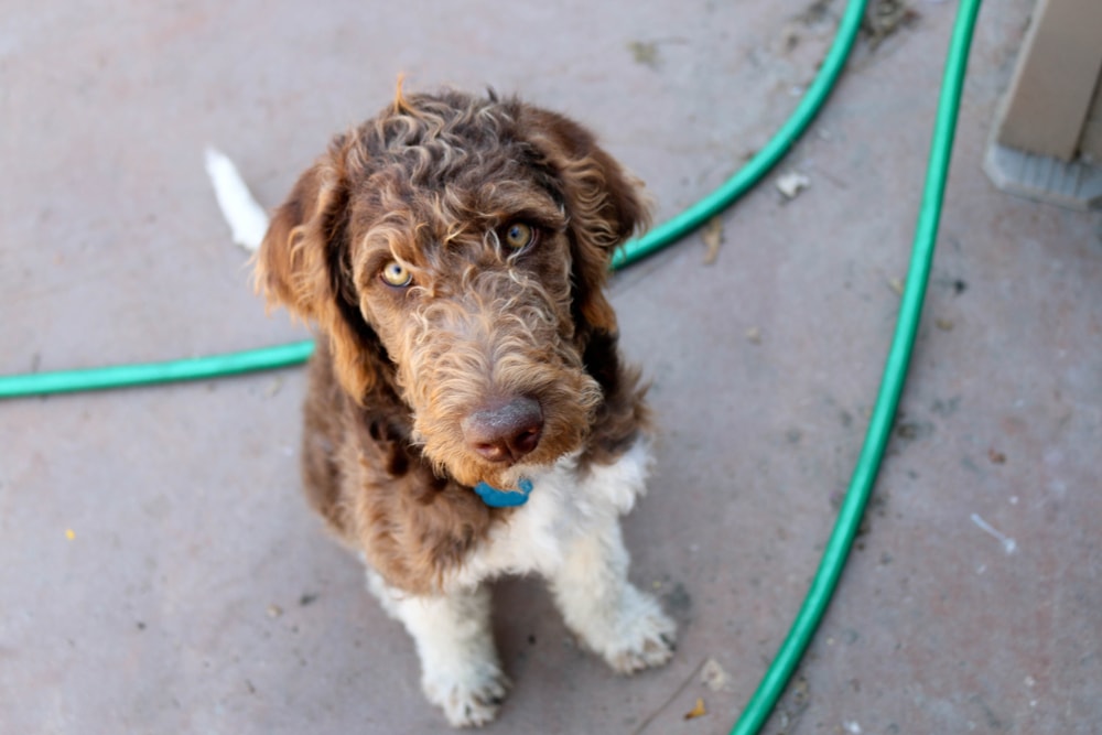 Parti color labradoodle
