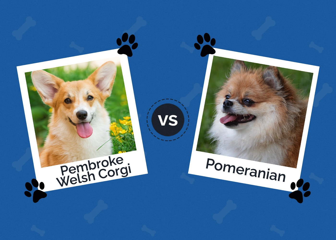 Pembroke Welsh Corgi vs Pomeranian