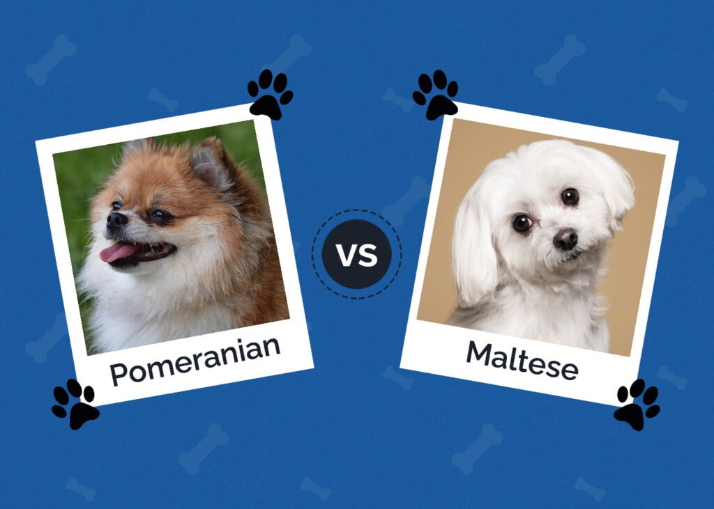 Pomeranian vs Maltese