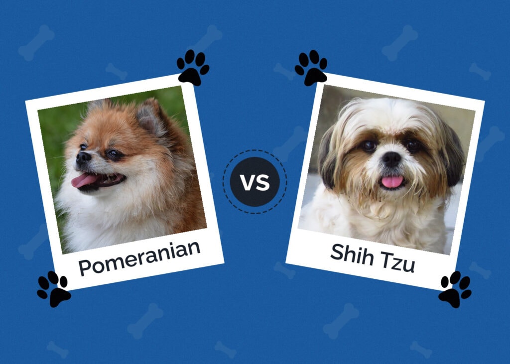 Pomeranian vs Shih Tzu