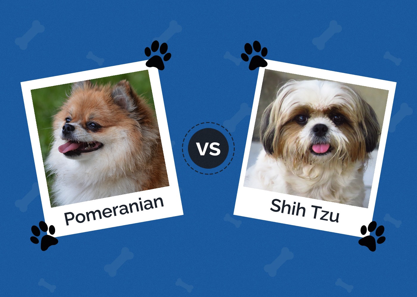 Pomeranian vs Shih Tzu
