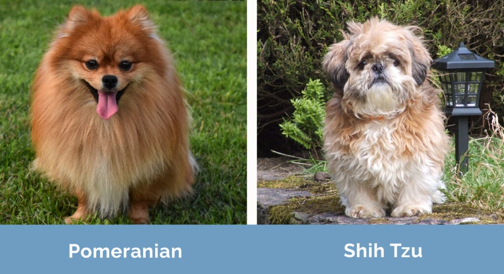 Pomeranian vs Shih Tzu side by side