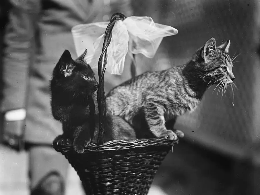 President Calvin Coolidge's cats Blackie and Tiger