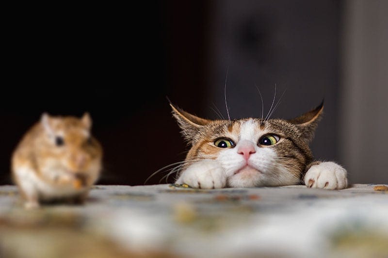 Pretty ginger cat playing with little gerbil mouse on the table
