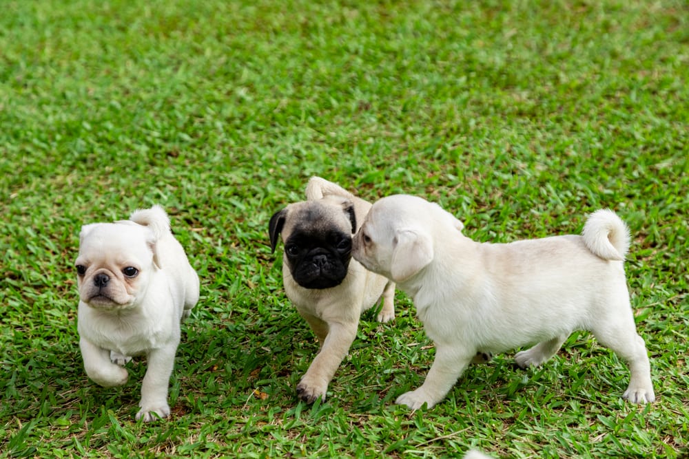 Pug puppies playing on the grass