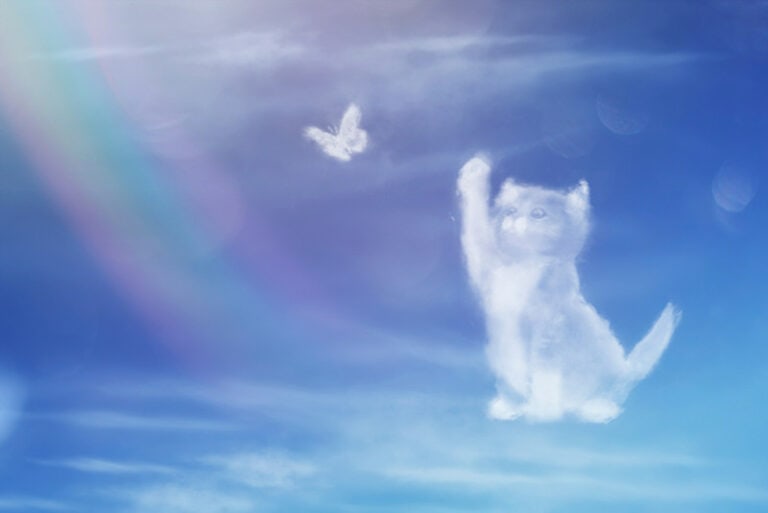 Rainbow Bridge Remembrance Day 2026 When It Is How It Is Celebrated rainbow-bridge-remembrance-day-2026-when-it-is-how-it-is-celebrated