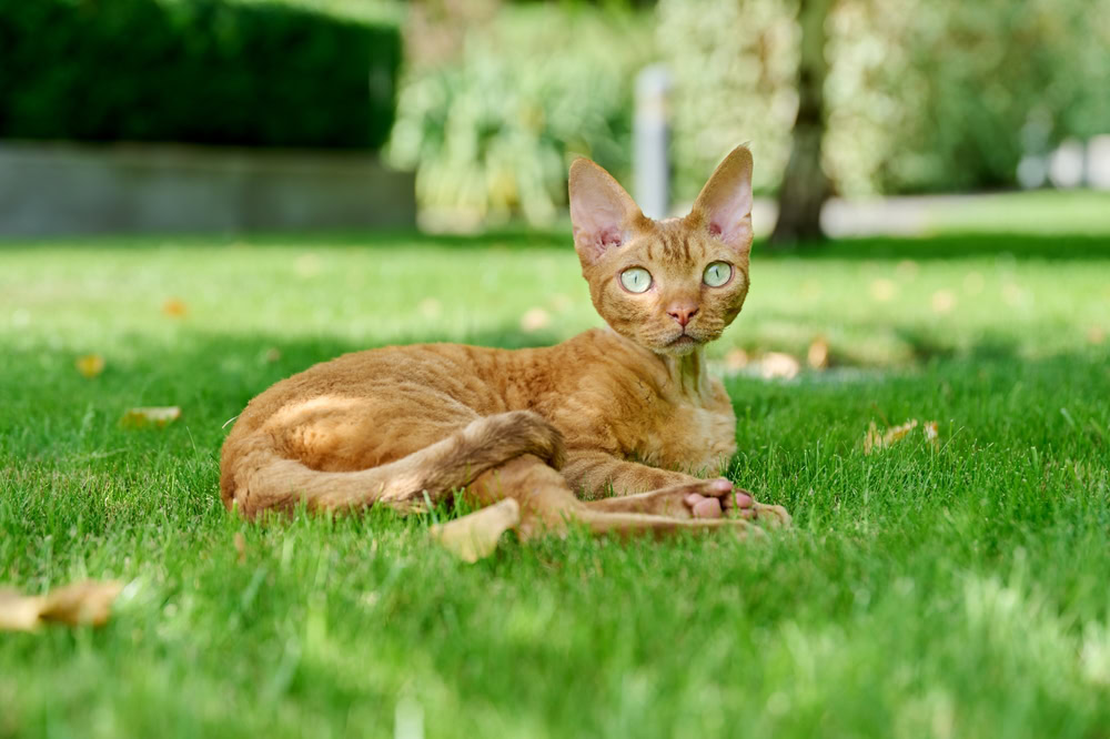 Red Devon Rex cat lying in the grass