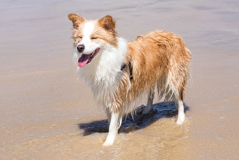 Red border collie enjoying the beach