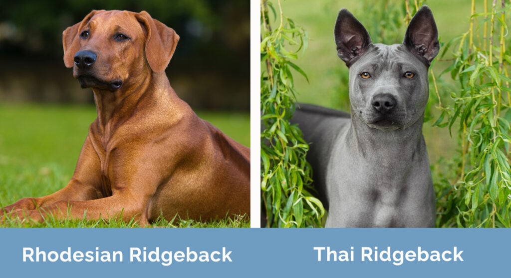 Rhodesian Ridgeback vs Thai Ridgeback side by side
