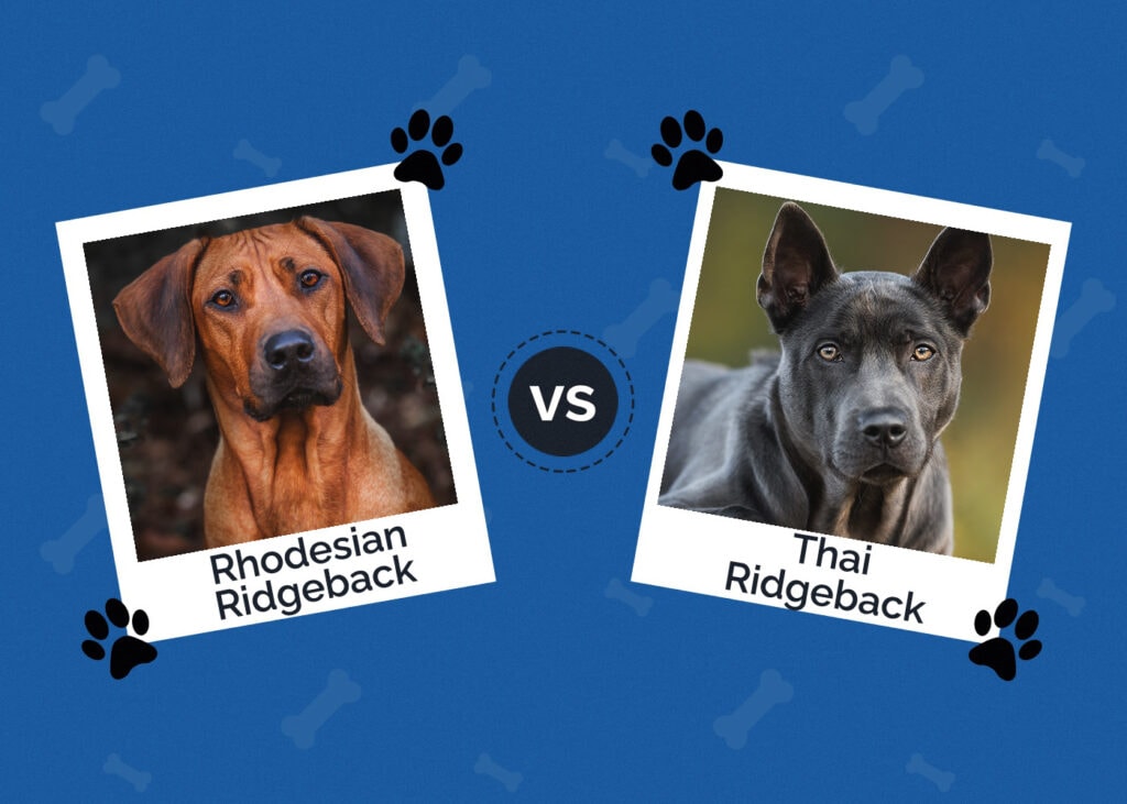 Rhodesian vs Thai Ridgeback
