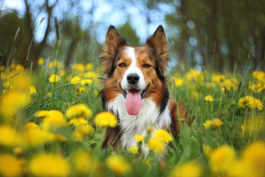 Sable Border Collie
