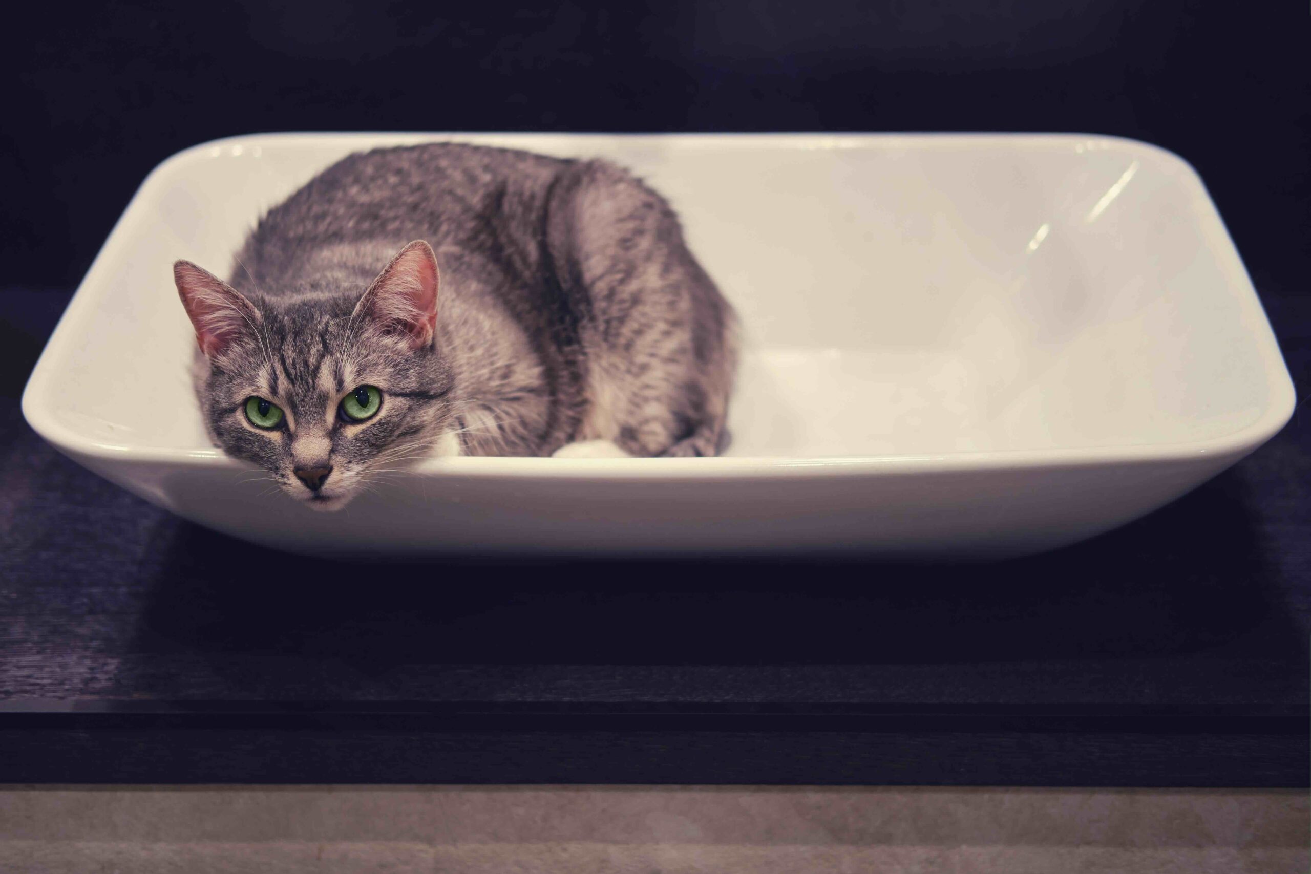 Sad cat looks pitifully green eyes sitting in a white sink.