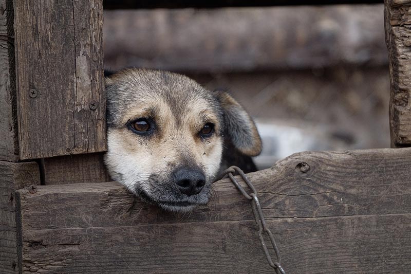 Sad dog chained