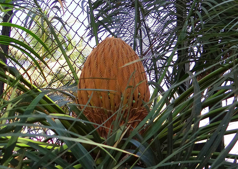 Sago palm