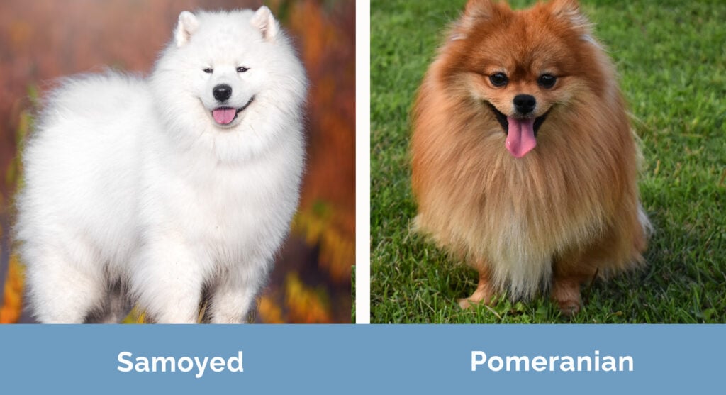 Samoyed vs Pomeranian side by side