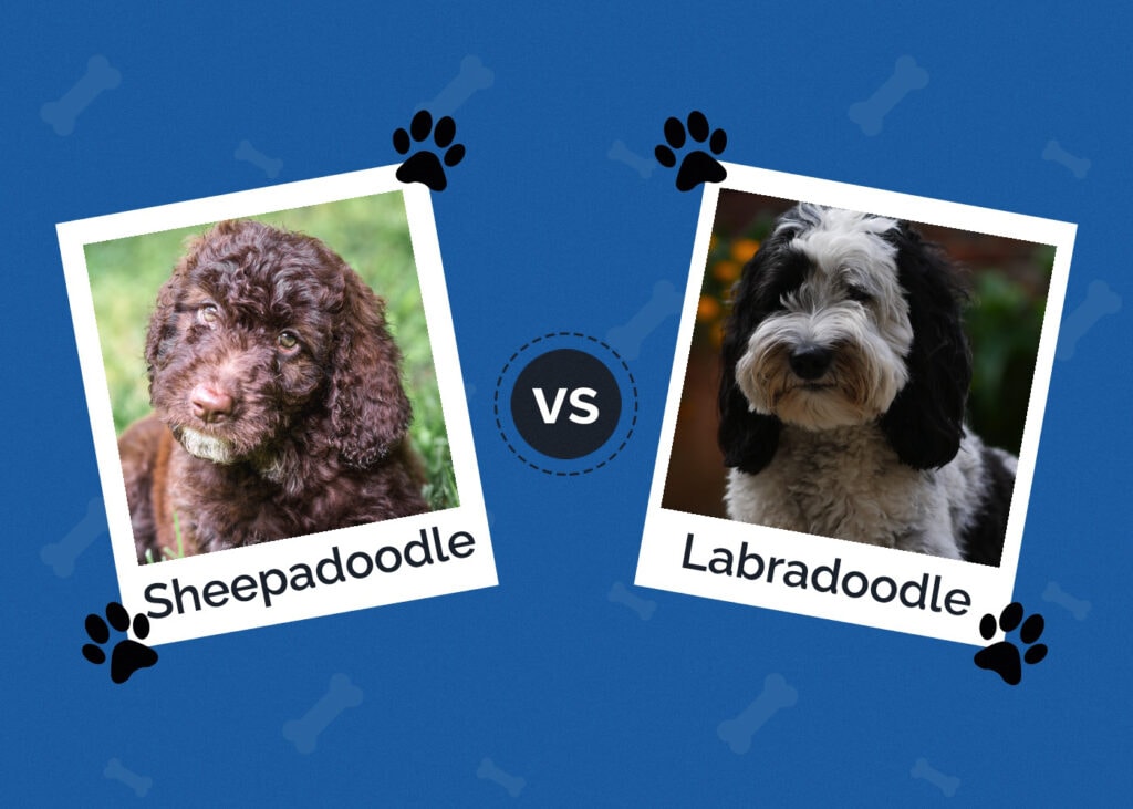 Sheepadoodle vs Labradoodle